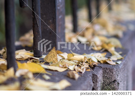 Dry autumn leaves by iron fence Dry autumn leaves by iron fence 142000371