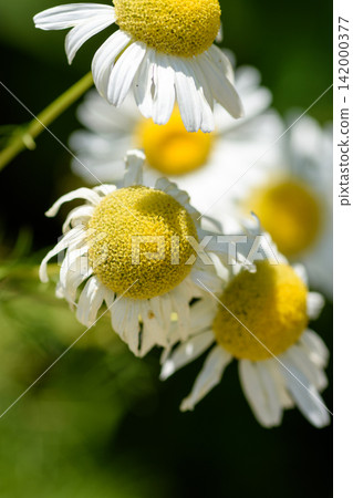 Close-up of white daisy flowers in sunlight Close-up of white daisy flowers in sunlight 142000377