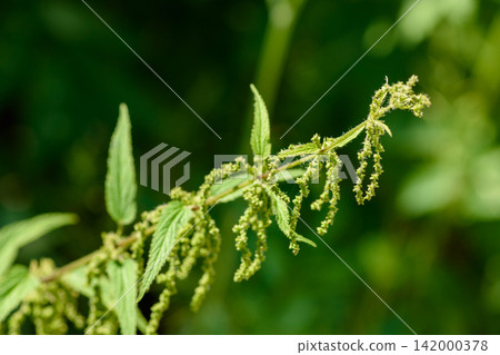 Green nettle plant with hanging flowers in close view Green nettle plant with hanging flowers in close view 142000378