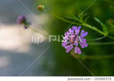 Purple wildflower close-up in soft green garden Purple wildflower close-up in soft green garden 142000379