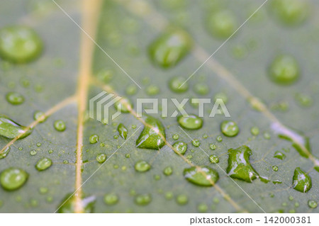 Green leaf with water drops close up Green leaf with water drops close up 142000381