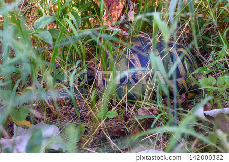 Hidden tortoise in tall grass Hidden tortoise in tall grass 142000382