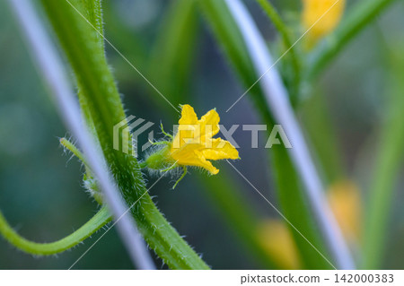 Yellow cucumber flower on green garden vine Yellow cucumber flower on green garden vine 142000383