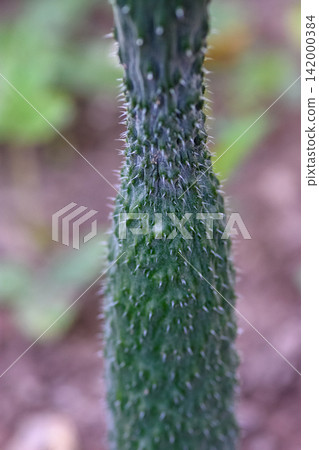 Macro close up of a hairy green plant stem Macro close up of a hairy green plant stem 142000384