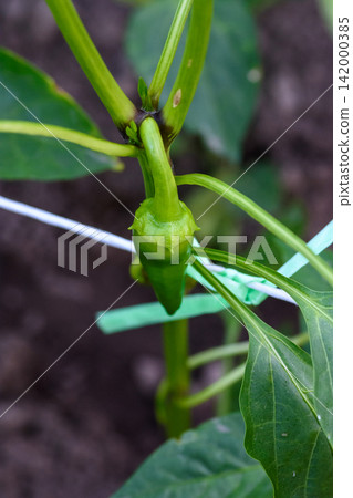 Young green chili pepper growing on garden plant Young green chili pepper growing on garden plant 142000385