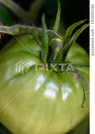 Close-up of green tomato growing on the vine Close-up of green tomato growing on the vine 142000386