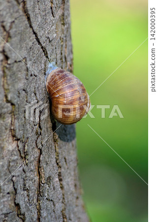 Brown snail on tree bark with green background Brown snail on tree bark with green background 142000395