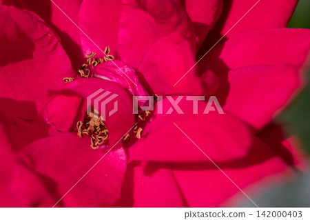 Close-up of bright pink rose flower Close-up of bright pink rose flower 142000403