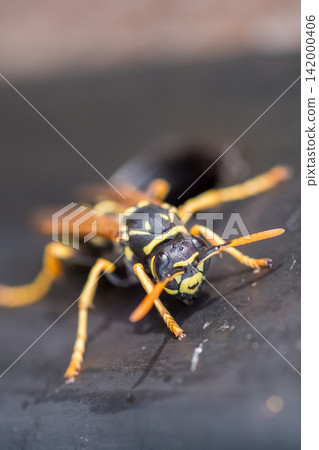 Close-up of yellow and black wasp on dark surface Close-up of yellow and black wasp on dark surface 142000406