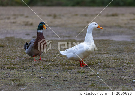 An Aylesbury Duck and Mallard on a grassy field near Wentworth Falls Lake An Aylesbury Duck and Mallard on a grassy field near Wentworth Falls Lake 142000686