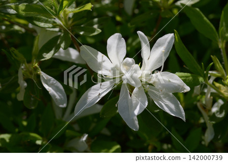 Moti Azalea Moti Azalea 142000739