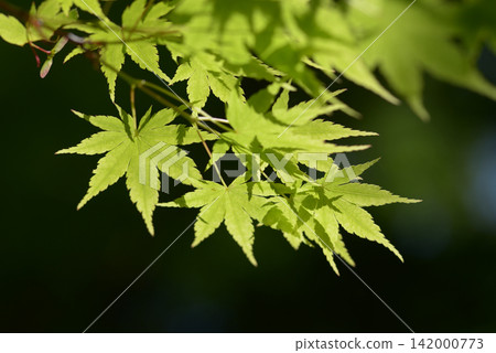 Young maple leaves Young maple leaves 142000773