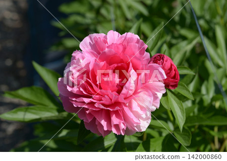 Pesboxos Peony Pesboxos Peony 142000860