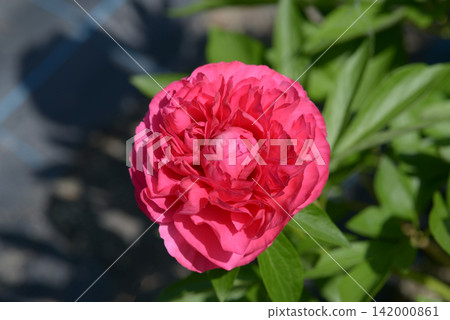 Pesboxos Peony 142000861