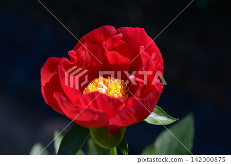 American Peony American Peony 142000875