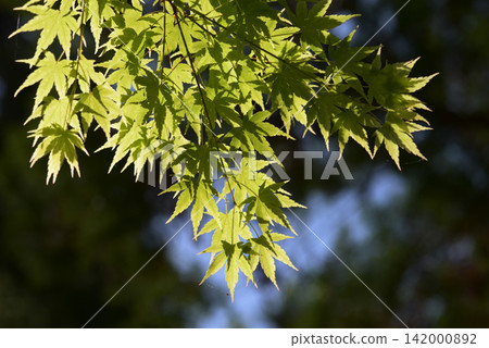 Young maple leaves Young maple leaves 142000892