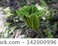 蝙蝠腿草 142000996