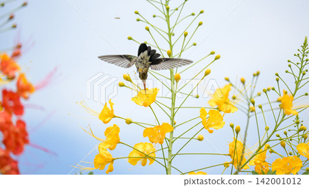 Beautiful hummingbird, a beautiful hummingbird in its ballet, collecting nectar from the beautiful flowers of Brazil, selective focus. Beautiful hummingbird, a beautiful hummingbird in its ballet, collecting nectar from the beautiful flowers of Brazil, selective focus. 142001012