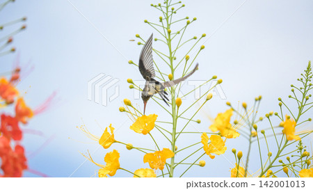 Beautiful hummingbird, a beautiful hummingbird in its ballet, collecting nectar from the beautiful flowers of Brazil, selective focus. Beautiful hummingbird, a beautiful hummingbird in its ballet, collecting nectar from the beautiful flowers of Brazil, selective focus. 142001013