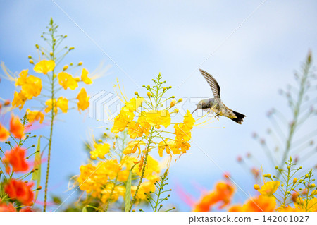 Beautiful hummingbird, a beautiful hummingbird in its ballet, collecting nectar from the beautiful flowers of Brazil, selective focus. Beautiful hummingbird, a beautiful hummingbird in its ballet, collecting nectar from the beautiful flowers of Brazil, selective focus. 142001027