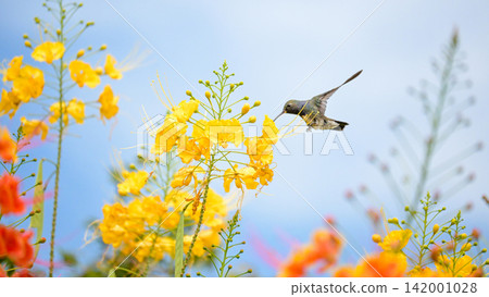 Beautiful hummingbird, a beautiful hummingbird in its ballet, collecting nectar from the beautiful flowers of Brazil, selective focus. Beautiful hummingbird, a beautiful hummingbird in its ballet, collecting nectar from the beautiful flowers of Brazil, selective focus. 142001028