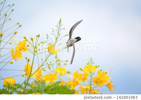 Beautiful hummingbird, a beautiful hummingbird in its ballet, collecting nectar from the beautiful flowers of Brazil, selective focus. Beautiful hummingbird, a beautiful hummingbird in its ballet, collecting nectar from the beautiful flowers of Brazil, selective focus. 142001063