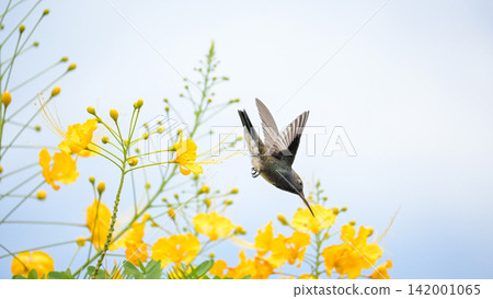 Beautiful hummingbird, a beautiful hummingbird in its ballet, collecting nectar from the beautiful flowers of Brazil, selective focus. Beautiful hummingbird, a beautiful hummingbird in its ballet, collecting nectar from the beautiful flowers of Brazil, selective focus. 142001065