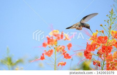 Beautiful hummingbird, a beautiful hummingbird in its ballet, collecting nectar from the beautiful flowers of Brazil, selective focus. Beautiful hummingbird, a beautiful hummingbird in its ballet, collecting nectar from the beautiful flowers of Brazil, selective focus. 142001079