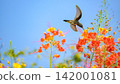 Beautiful hummingbird, a beautiful hummingbird in its ballet, collecting nectar from the beautiful flowers of Brazil, selective focus. 142001081