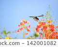 Beautiful hummingbird, a beautiful hummingbird in its ballet, collecting nectar from the beautiful flowers of Brazil, selective focus. 142001082