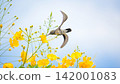 Beautiful hummingbird, a beautiful hummingbird in its ballet, collecting nectar from the beautiful flowers of Brazil, selective focus. 142001083