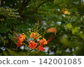 Butterfly, a beautiful butterfly flying among lovely flowers in Brazil, selective focus. 142001085