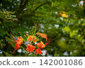 Butterfly, a beautiful butterfly flying among lovely flowers in Brazil, selective focus. 142001086