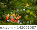 Butterfly, a beautiful butterfly flying among lovely flowers in Brazil, selective focus. 142001087