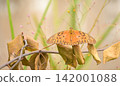Butterfly, a beautiful butterfly sitting on a branch with dry leaves in Brazil, selective focus. 142001088
