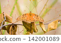 Butterfly, a beautiful butterfly sitting on a branch with dry leaves in Brazil, selective focus. 142001089