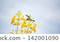 Beautiful hummingbird, a beautiful hummingbird in its ballet, collecting nectar from the beautiful flowers of Brazil, selective focus. 142001090