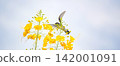 Beautiful hummingbird, a beautiful hummingbird in its ballet, collecting nectar from the beautiful flowers of Brazil, selective focus. 142001091