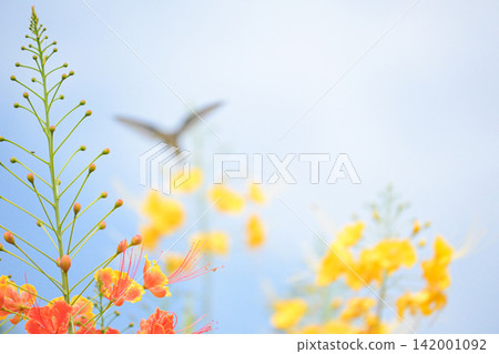 Beautiful flower and hummingbird, a beautiful flower in focus and a hummingbird out of focus in the background, selective focus. Beautiful flower and hummingbird, a beautiful flower in focus and a hummingbird out of focus in the background, selective focus. 142001092