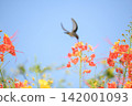 Beautiful flower and hummingbird, a beautiful flower in focus and a hummingbird out of focus in the background, selective focus. 142001093
