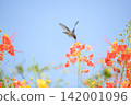 Beautiful flower and hummingbird, a beautiful flower in focus and a hummingbird out of focus in the background, selective focus. 142001096