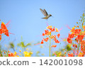 Beautiful flower and hummingbird, a beautiful flower in focus and a hummingbird out of focus in the background, selective focus. 142001098