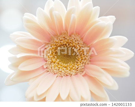 Creamy gerbera Creamy gerbera 142001133