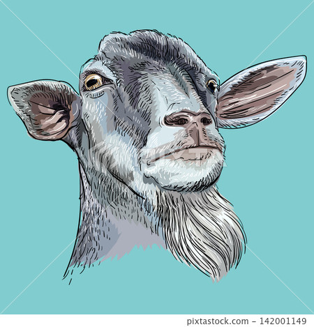 Funny goat muzzle with a beard isolated vector illustration 142001149