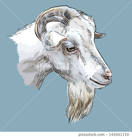 Cute nanny goat portrait design isolated vector illustration 142001150