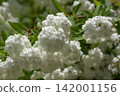 Yae的Kodemari 142001156
