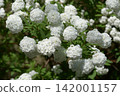 Yae的Kodemari 142001157