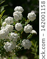 Yae的Kodemari 142001158