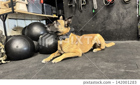 Belgian Malinois dog resting in gym training environment indoors Belgian Malinois dog resting in gym training environment indoors 142001283