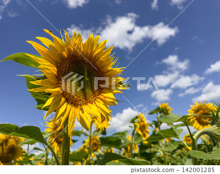 Blooming Common Sunflower Helianthus Annuus Field Under Blue Sky With Clouds During Bright Summer Agricultural Season View Blooming Common Sunflower Helianthus Annuus Field Under Blue Sky With Clouds During Bright Summer Agricultural Season View 142001285